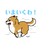 もちもちゆるっと柴犬スタンプ！（個別スタンプ：12）