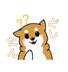 もちもちゆるっと柴犬スタンプ！（個別スタンプ：16）