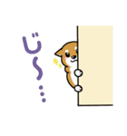 もちもちゆるっと柴犬スタンプ！（個別スタンプ：21）