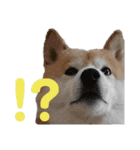 もちもちゆるっと柴犬スタンプ！（個別スタンプ：24）