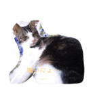 猫は家族2（個別スタンプ：1）
