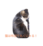 猫は家族2（個別スタンプ：2）