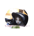 猫は家族2（個別スタンプ：3）