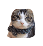 猫は家族2（個別スタンプ：5）