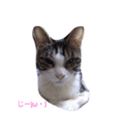 猫は家族2（個別スタンプ：8）