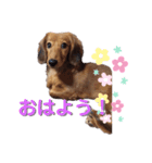 Tomoe-san 1（個別スタンプ：6）