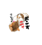 爆ぜつかわいい猫めかこん！！！（個別スタンプ：1）