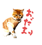 爆ぜつかわいい猫めかこん！！！（個別スタンプ：2）