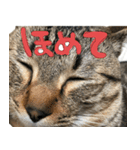 爆ぜつかわいい猫めかこん！！！（個別スタンプ：5）