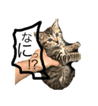爆ぜつかわいい猫めかこん！！！（個別スタンプ：6）