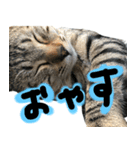 爆ぜつかわいい猫めかこん！！！（個別スタンプ：7）