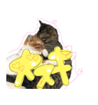 爆ぜつかわいい猫めかこん！！！（個別スタンプ：8）