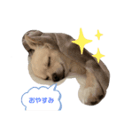ちわわの3兄弟（個別スタンプ：2）