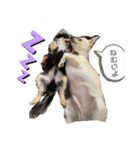 ちわわの3兄弟（個別スタンプ：6）