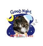 猫ちゃんスタンプฅ(^^ฅ)（個別スタンプ：1）