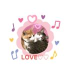 猫ちゃんスタンプฅ(^^ฅ)（個別スタンプ：2）