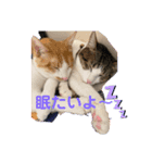 猫ちゃんスタンプฅ(^^ฅ)（個別スタンプ：3）