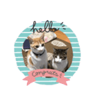 猫ちゃんスタンプฅ(^^ฅ)（個別スタンプ：5）