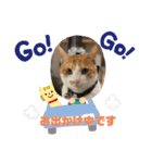 猫ちゃんスタンプฅ(^^ฅ)（個別スタンプ：6）