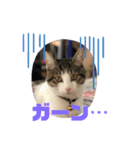 猫ちゃんスタンプฅ(^^ฅ)（個別スタンプ：7）