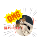 猫ちゃんスタンプฅ(^^ฅ)（個別スタンプ：8）