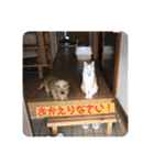 うちの可愛いさくら（個別スタンプ：1）
