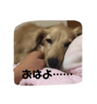 うちの可愛いさくら（個別スタンプ：5）