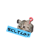 Jesseスタンプ（個別スタンプ：2）