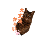 イケメンふうた君が見せる表情（個別スタンプ：6）