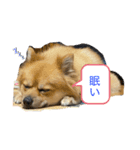 ごんのスタンプ 〜日常編〜（個別スタンプ：1）