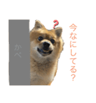 ごんのスタンプ 〜日常編〜（個別スタンプ：2）