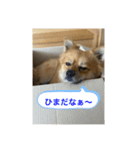ごんのスタンプ 〜日常編〜（個別スタンプ：4）