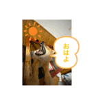 ごんのスタンプ 〜日常編〜（個別スタンプ：7）
