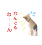 白黒ネコの関西弁（個別スタンプ：7）