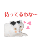 白黒ネコの関西弁（個別スタンプ：8）