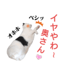 白黒ネコの関西弁（個別スタンプ：24）