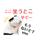 白黒ネコの関西弁（個別スタンプ：30）