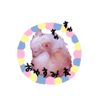 いとしチワワ 生身（個別スタンプ：8）