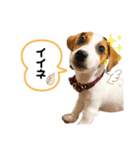 ラスクの日常❤︎2（個別スタンプ：5）