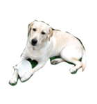 ハニーの日常（個別スタンプ：5）