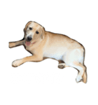 ハニーの日常（個別スタンプ：8）