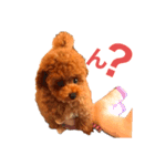 フワッフワのモグちゃん（個別スタンプ：1）
