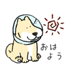 エリザベスカラーわんこ（リメイク）（個別スタンプ：1）