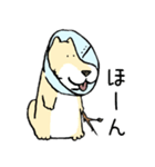 エリザベスカラーわんこ（リメイク）（個別スタンプ：12）