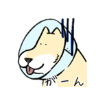 エリザベスカラーわんこ（リメイク）（個別スタンプ：17）