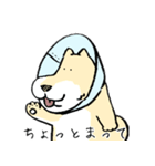 エリザベスカラーわんこ（リメイク）（個別スタンプ：20）