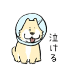 エリザベスカラーわんこ（リメイク）（個別スタンプ：21）