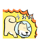 エリザベスカラーわんこ（リメイク）（個別スタンプ：25）