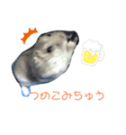 ジャンガリアンハムスターのつくも♂（個別スタンプ：2）