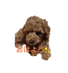 くぅの一言（個別スタンプ：1）